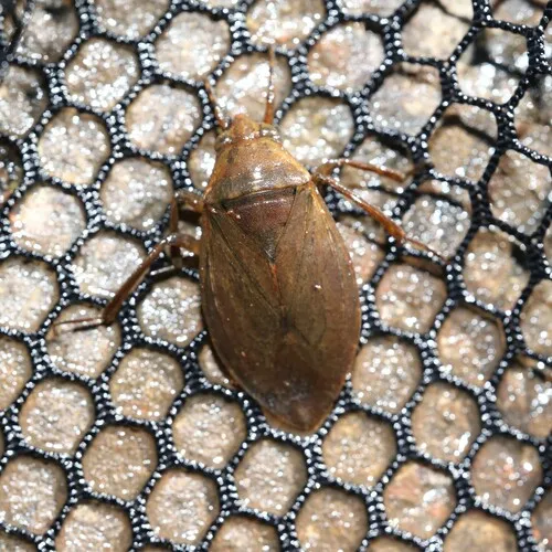 Belostoma flumineum