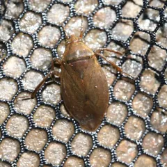 Belostoma flumineum thumbnail 1