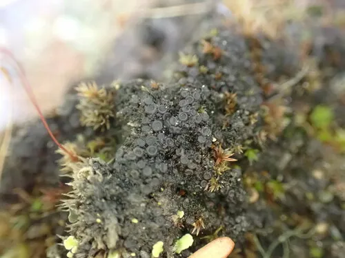 Pincushion Tarpaper Lichen