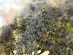 Pincushion Tarpaper Lichen thumbnail 1