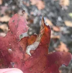 Coptotriche badiiella thumbnail 3