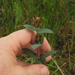 Fraser's marsh St. John's-wort thumbnail 3