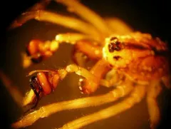 Pachygnatha dorothea thumbnail 2