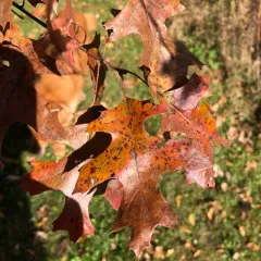 northern pin oak thumbnail 4