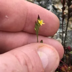 Canada St. John's wort thumbnail 4