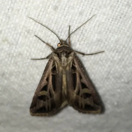 Dingy Cutworm Moth