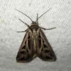 Dingy Cutworm Moth thumbnail 1