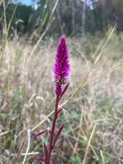 Quail Grass thumbnail 2