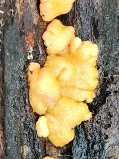 Trichoderma minutisporum thumbnail 2