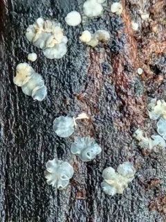Phialocephala oblonga thumbnail 1