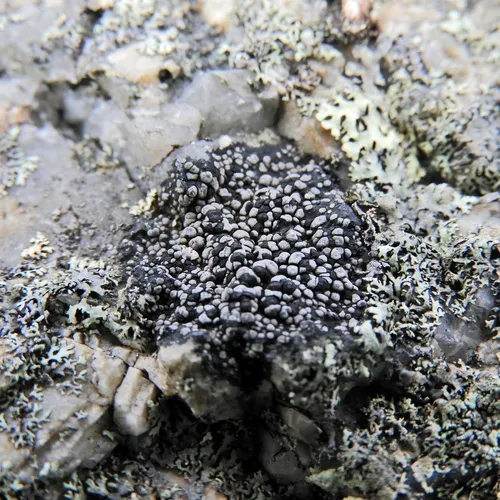 Rhizocarpon eupetraeum
