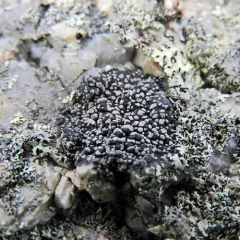 Rhizocarpon eupetraeum thumbnail 1