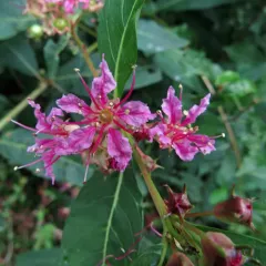 swamp loosestrife thumbnail 3