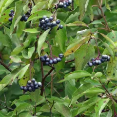 silky dogwood thumbnail 3