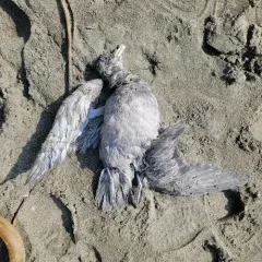 Northern Fulmar thumbnail 3