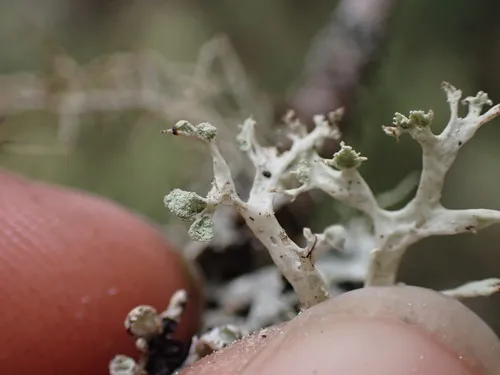Hooded Ribbon Lichen