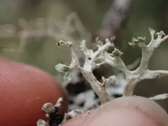 Hooded Ribbon Lichen thumbnail 1