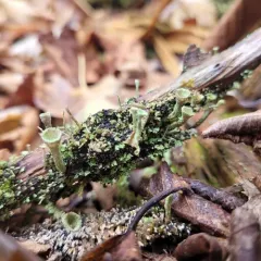 Mealy Pixie Cup thumbnail 2