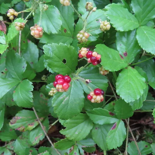 swamp dewberry