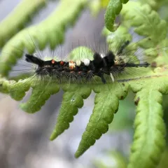 Rusty Tussock Moth thumbnail 4