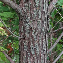 peachleaf willow thumbnail 4