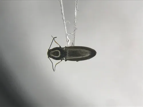Oedostethus femoralis