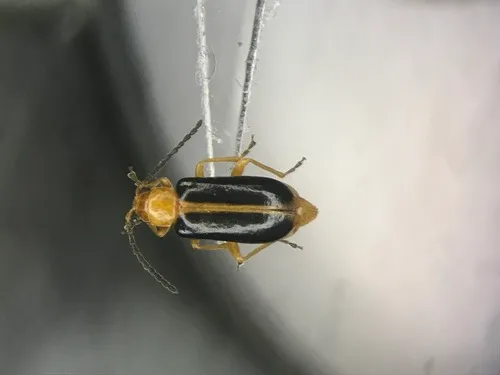 Phyllobrotica limbata