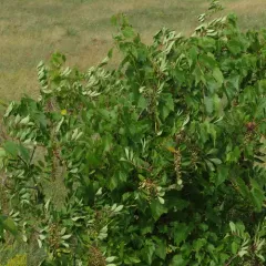 poison sumac thumbnail 2