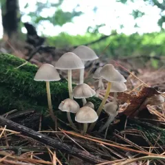 clustered bonnet thumbnail 1
