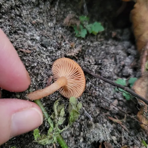 Lactarius occidentalis