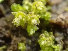Barnes' Bryum thumbnail 2