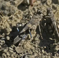 Fontana Grasshopper thumbnail 2