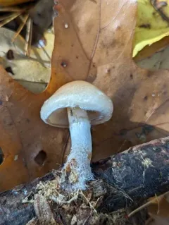 Pholiota lenta thumbnail 2