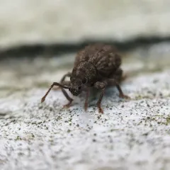 Hair-banded Broad-nosed Weevil thumbnail 2
