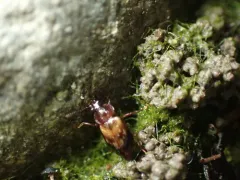 Deinopteroloma subcostatum thumbnail 1