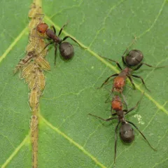 Walnut Aphid thumbnail 3