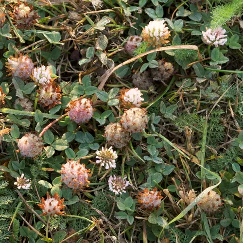 Strawberry clover