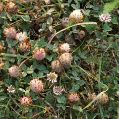 Strawberry clover thumbnail 1