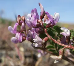 Transparent Milkvetch thumbnail 4