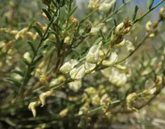 Mulford's Milkvetch thumbnail 3