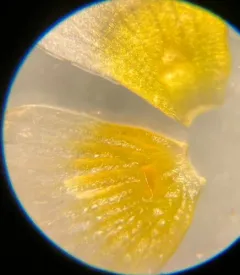 stiff water crowfoot thumbnail 4