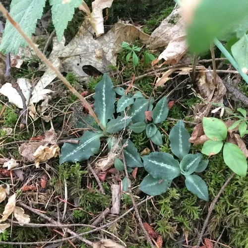 Western Rattlesnake Plantain