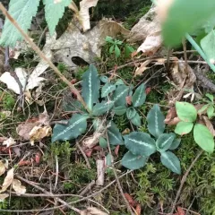 Western Rattlesnake Plantain thumbnail 1