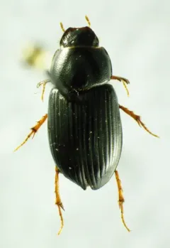 Pseudagolius bicolor thumbnail 2
