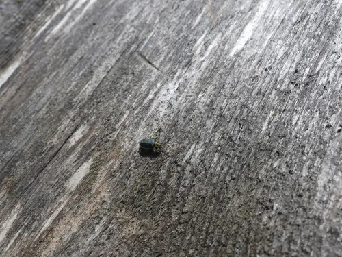 Trirhabda convergens