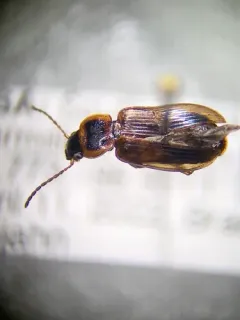 Black-middled Harp Ground Beetle thumbnail 2