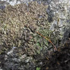 brook stippleback lichen thumbnail 2