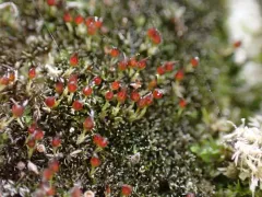 Donn's Rock-bristle thumbnail 2