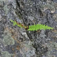 hay-scented fern thumbnail 2