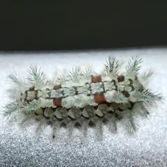 Spiny Oak-slug Moth thumbnail 4